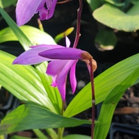 Bletilla striata 